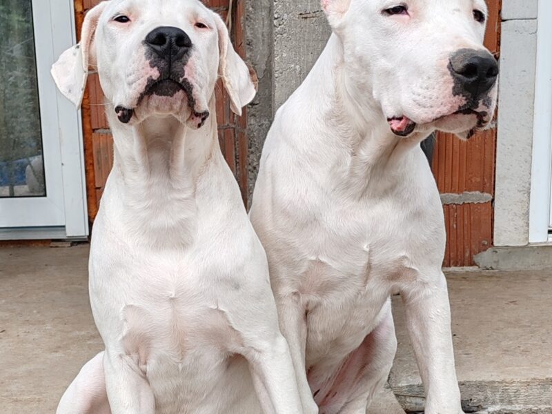 Dogo argentino štenci