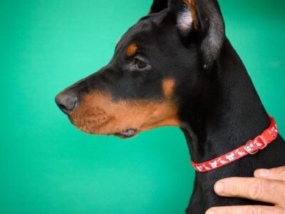 Doberman prelepi štenci