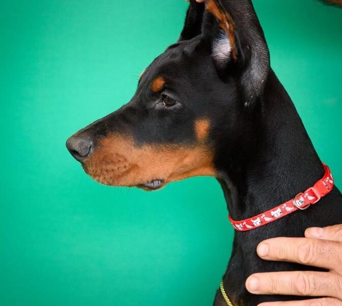 Doberman prelepi štenci