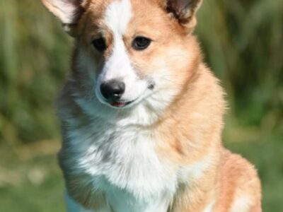 Velski korgi/Welsh Corgi Pembroke