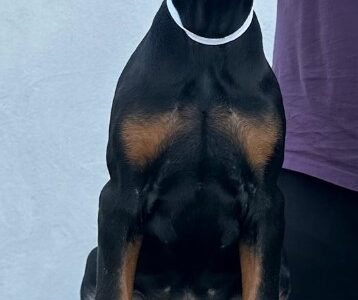 Doberman prelepi štenci