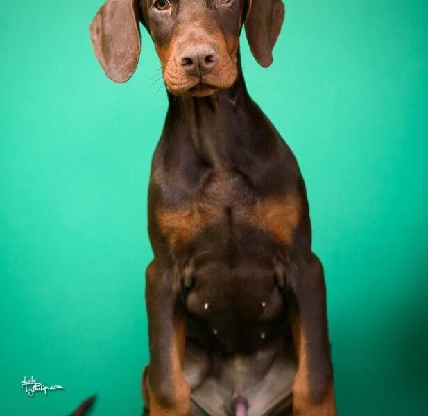 Doberman prelepi štenci