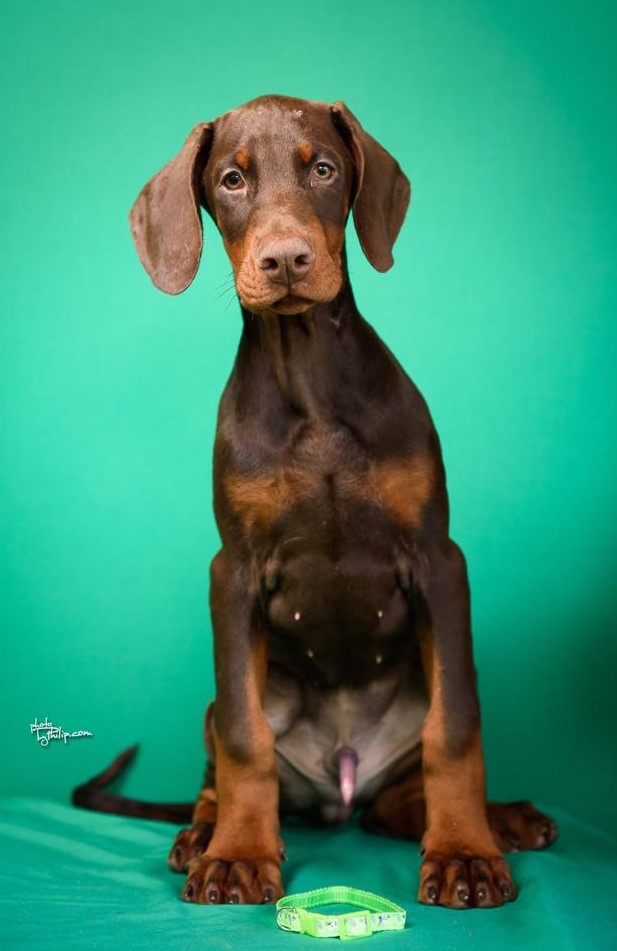 Doberman prelepi štenci