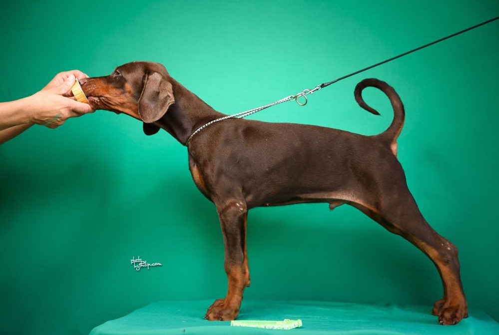 Doberman prelepi štenci