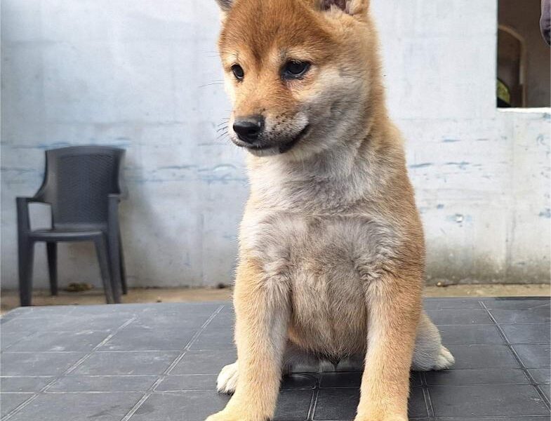 Shiba Inu prelepi stenci