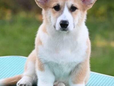 Velški korgi/Welsh Corgi Pembroke