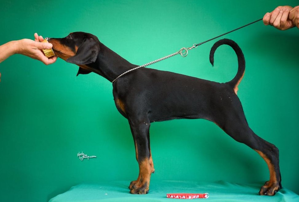Doberman prelepi štenci