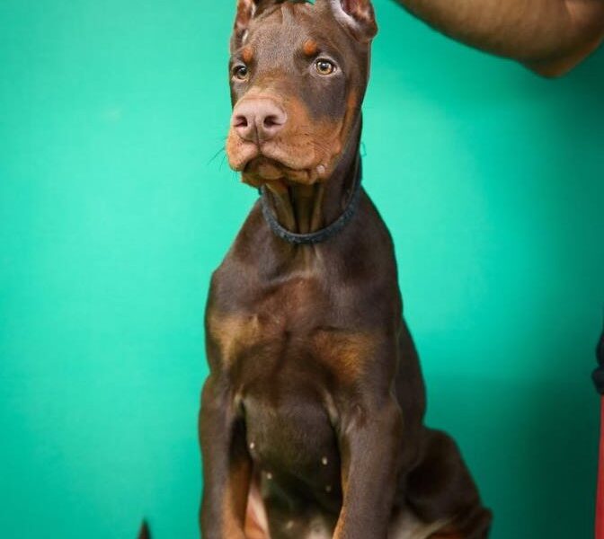 Doberman prelepi štenci