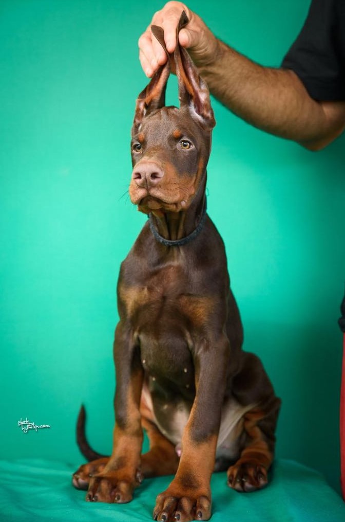 Doberman prelepi štenci