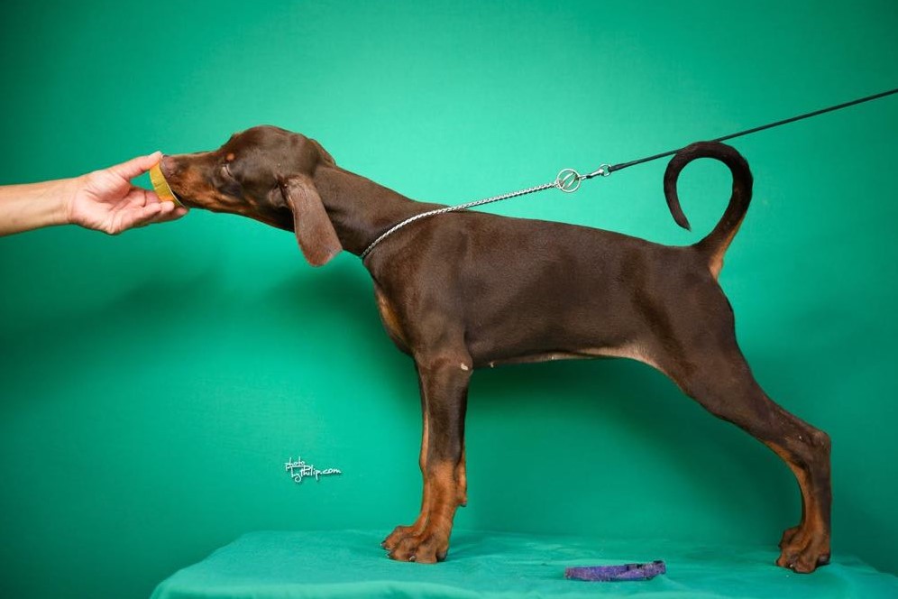 Doberman prelepi štenci