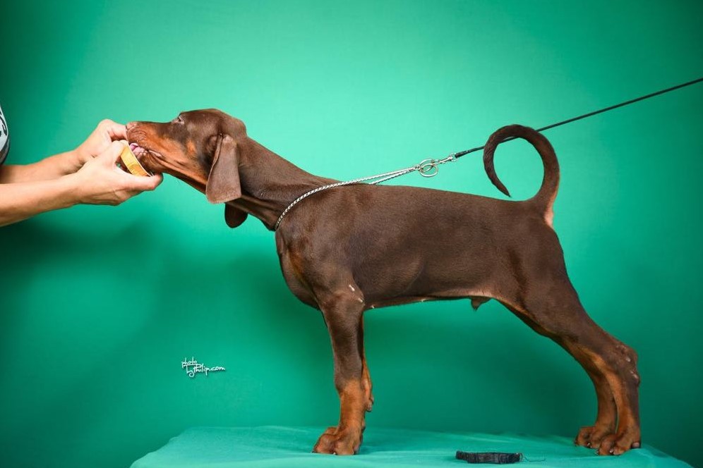 Doberman prelepi štenci