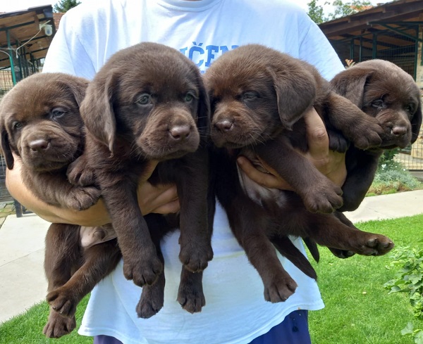 Labrador Retriver štenci, čokoladni