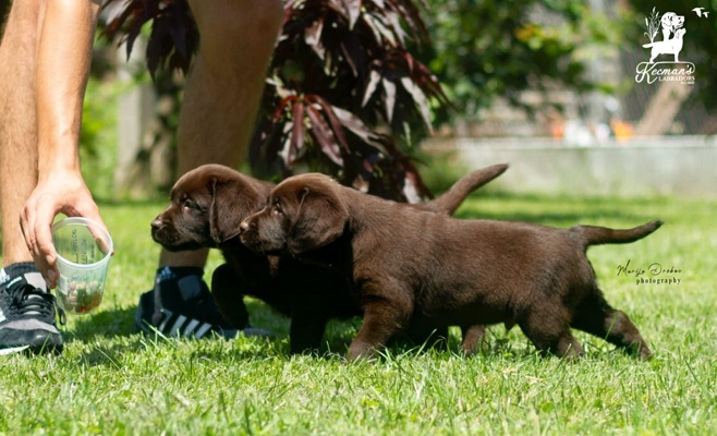 Labrador Retriver štenci, čokoladni