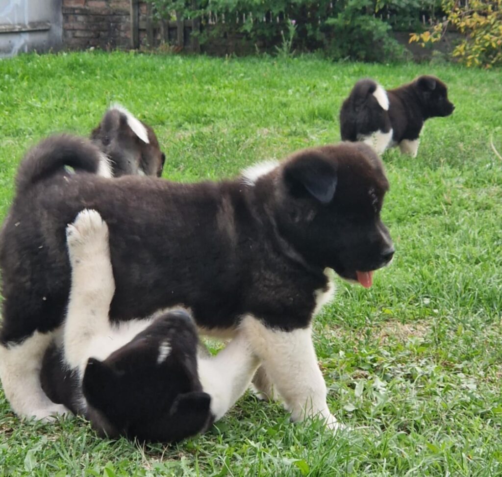 Americka Akita stenci