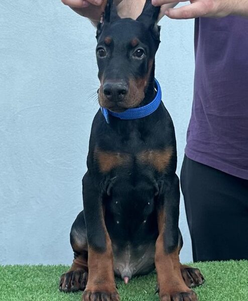 Doberman prelepi štenci