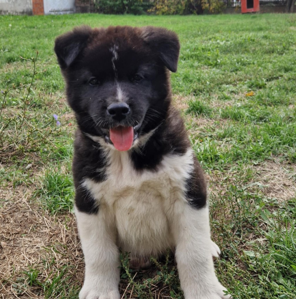 Americka Akita stenci