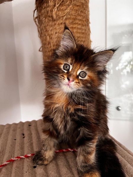 Maine coon mačići