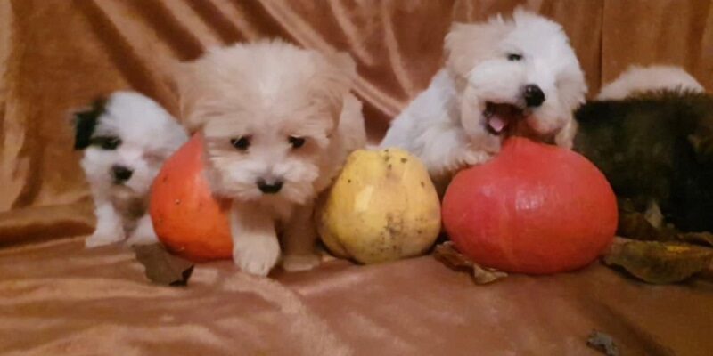 Prelepi MALTIPOO štenci