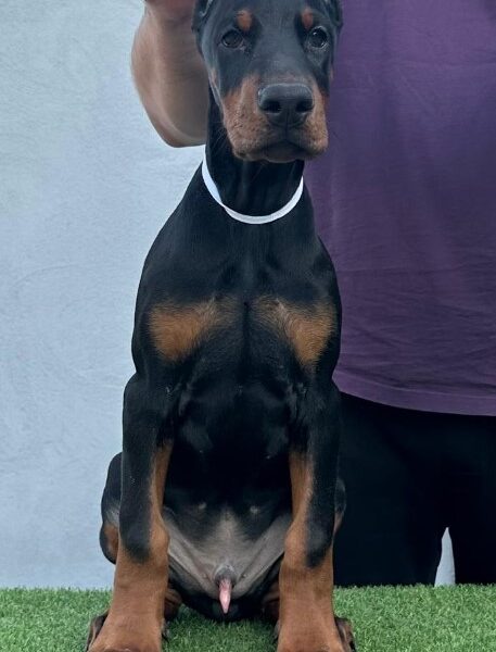 Doberman prelepi štenci