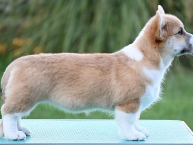 Velški korgi/Welsh Corgi Pembroke