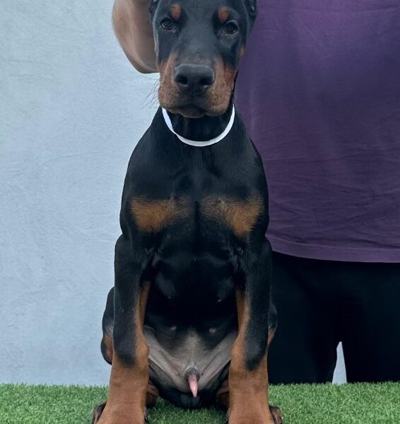 Doberman prelepi štenci