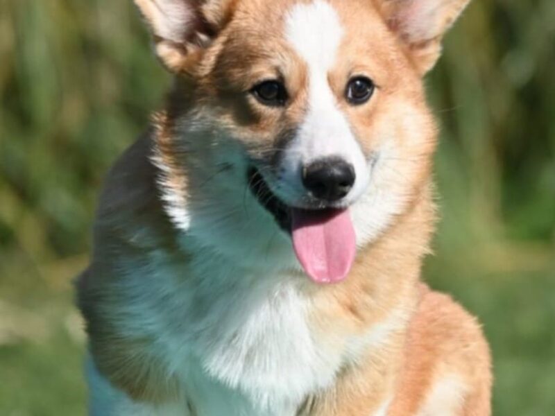 Velski korgi/Welsh Corgi Pembroke