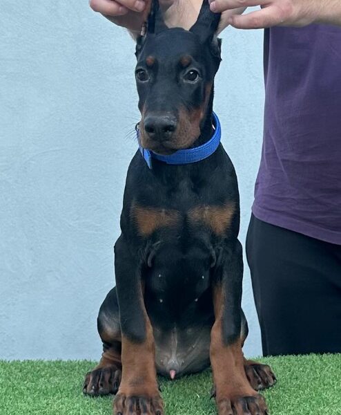 Doberman prelepi štenci