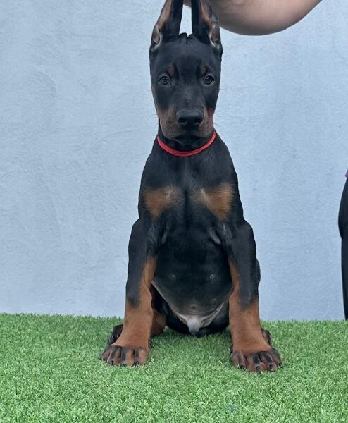 Doberman prelepi štenci