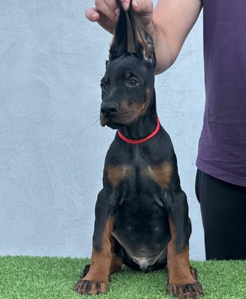 Doberman prelepi štenci