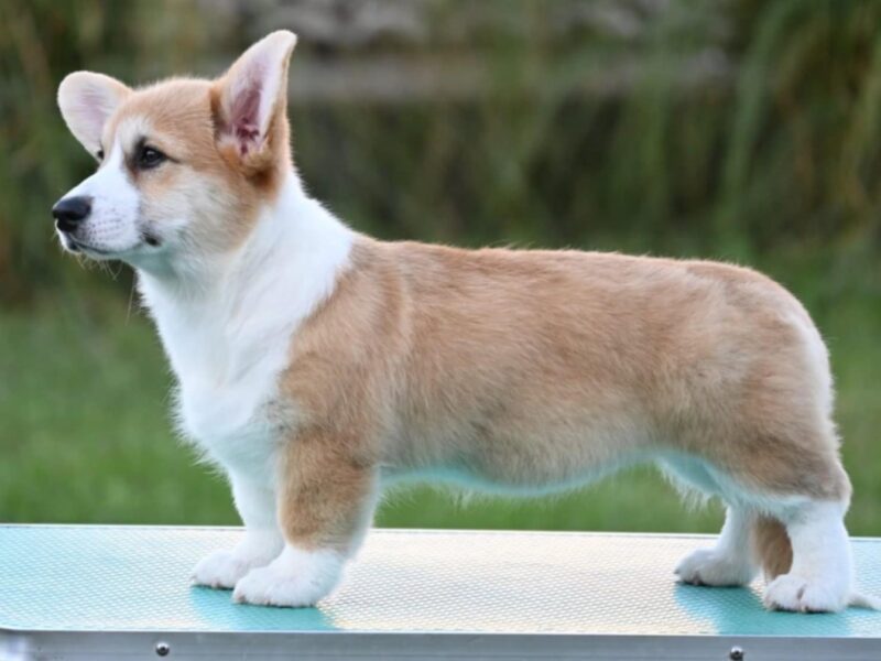 Velški korgi/Welsh Corgi Pembroke