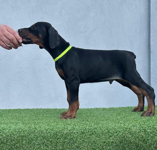 Doberman prelepi štenci