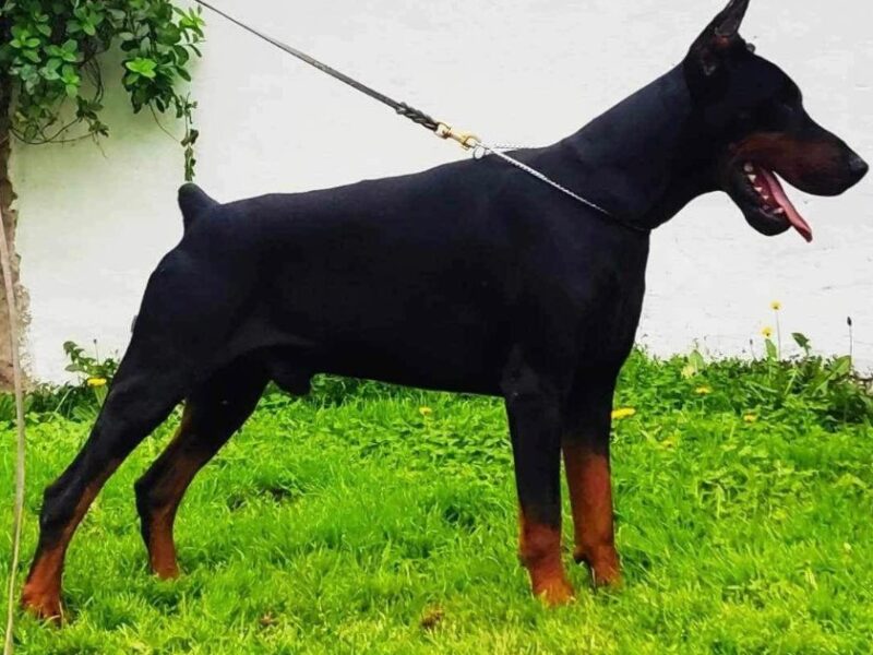 Doberman prelepi štenci