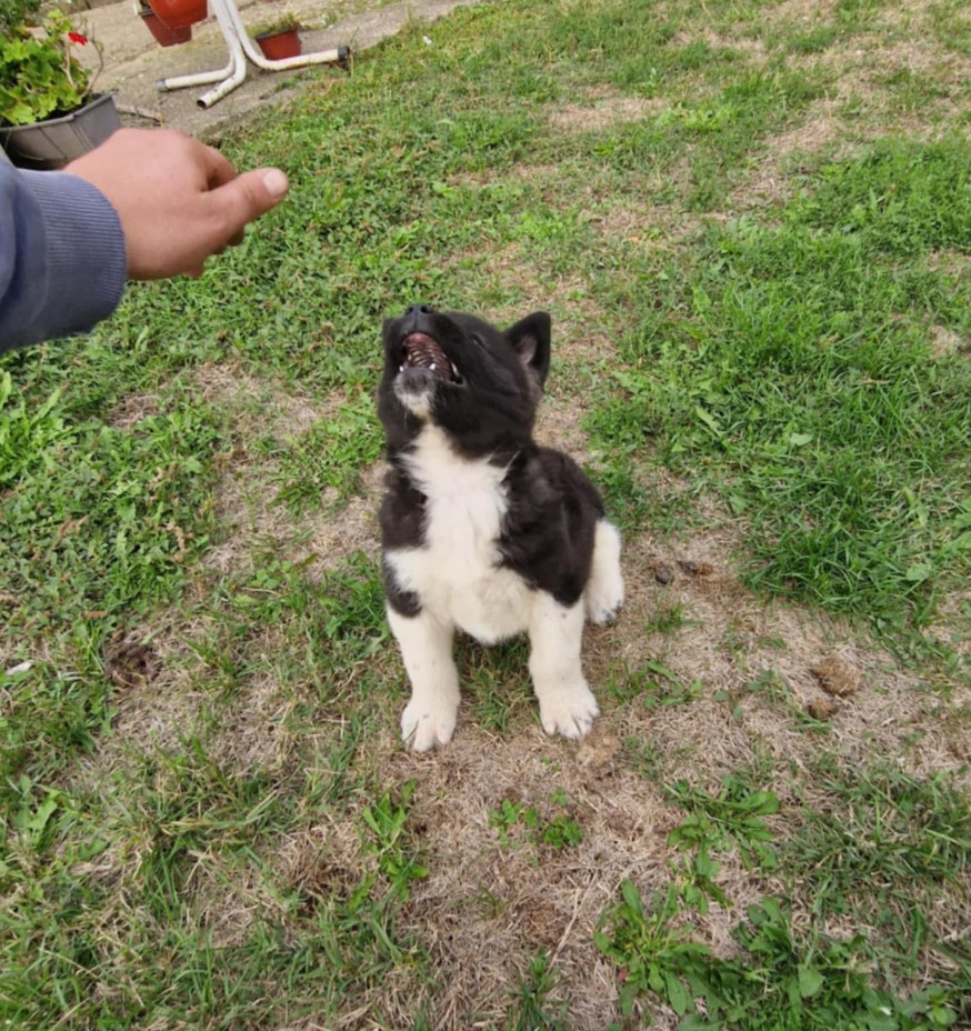 Americka Akita stenci