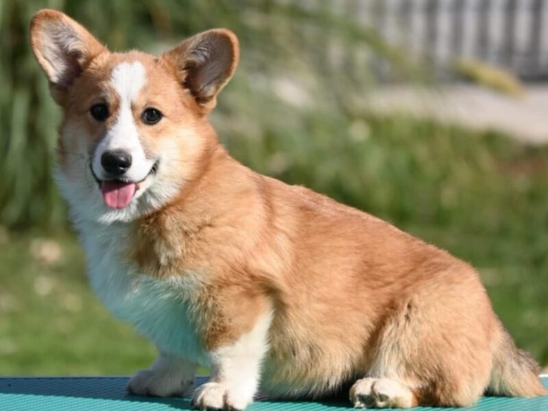 Velski korgi/Welsh Corgi Pembroke