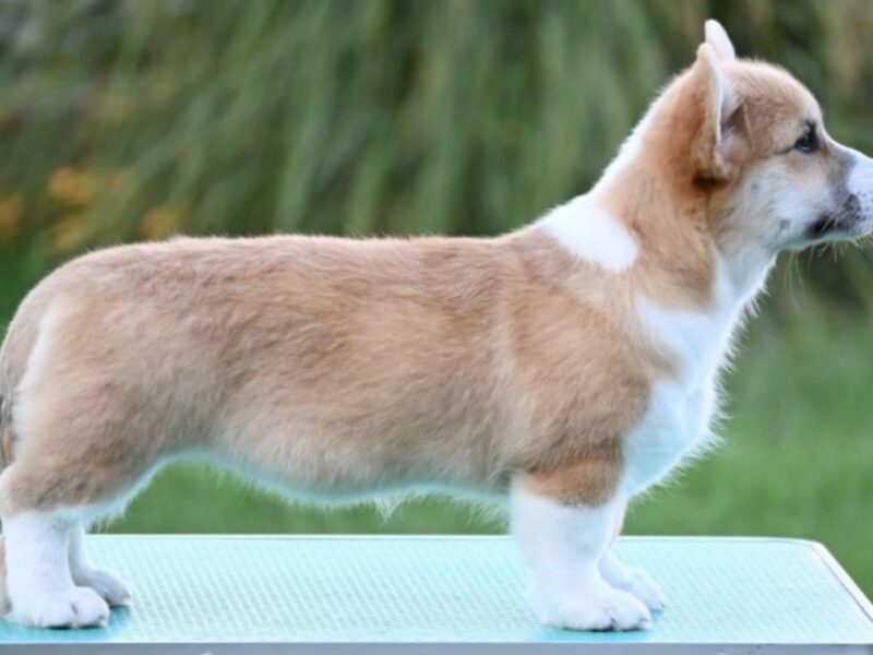 Velški korgi/Welsh Corgi Pembroke