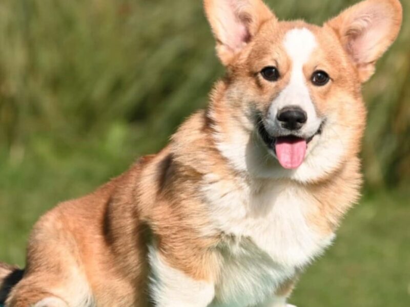 Velski korgi/Welsh Corgi Pembroke