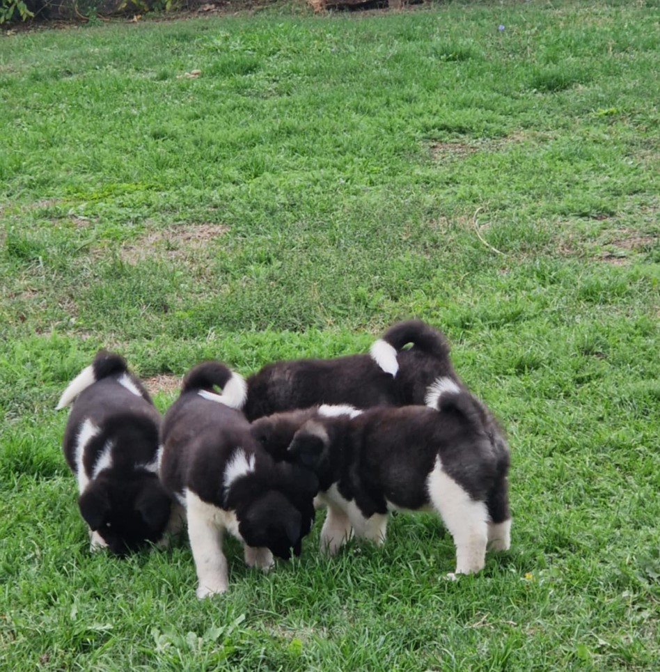 Americka Akita stenci