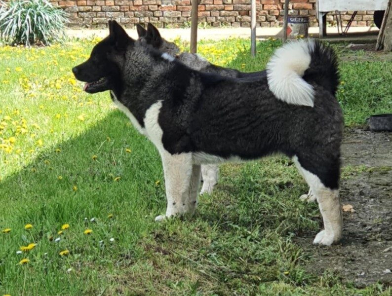 Americka Akita stenci