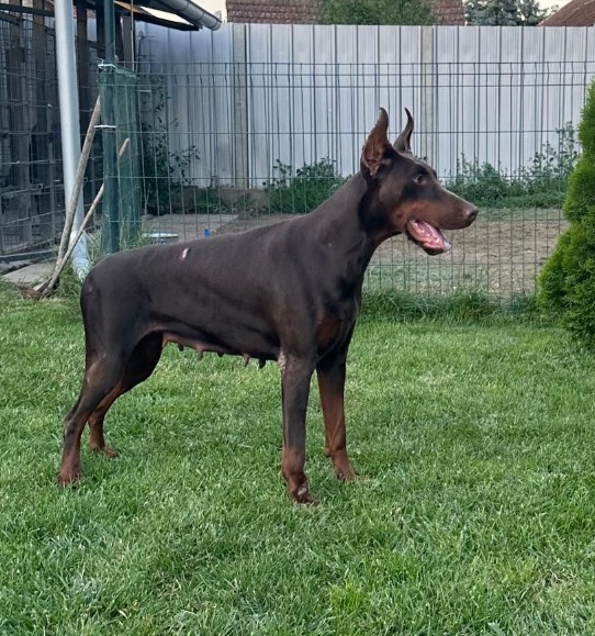 Doberman prelepi štenci