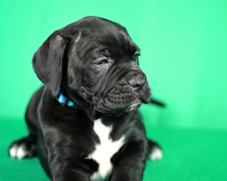 Cane Corso prelepi stenci