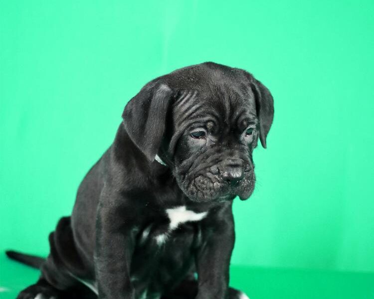 Cane Corso prelepi stenci