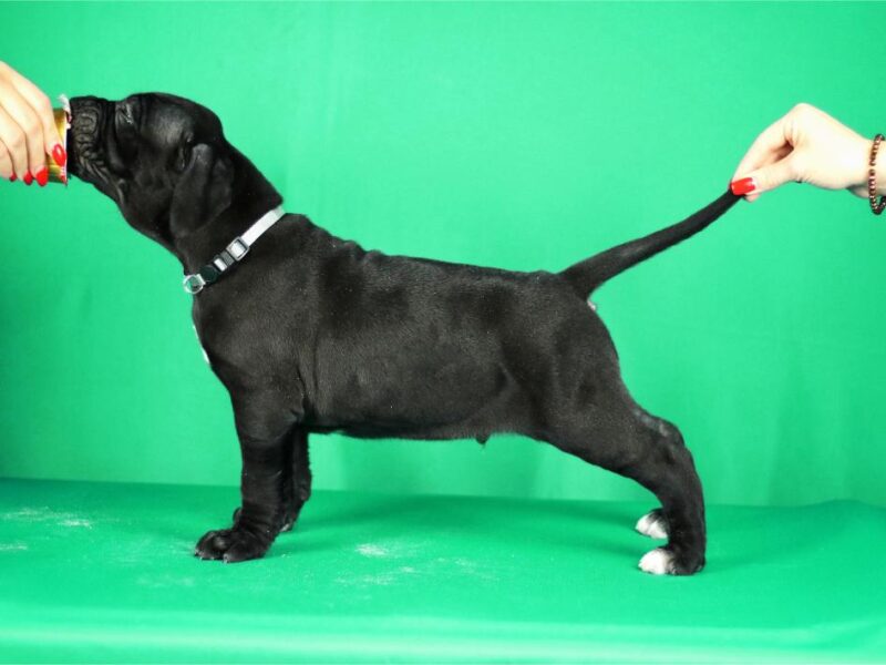 Cane Corso prelepi stenci