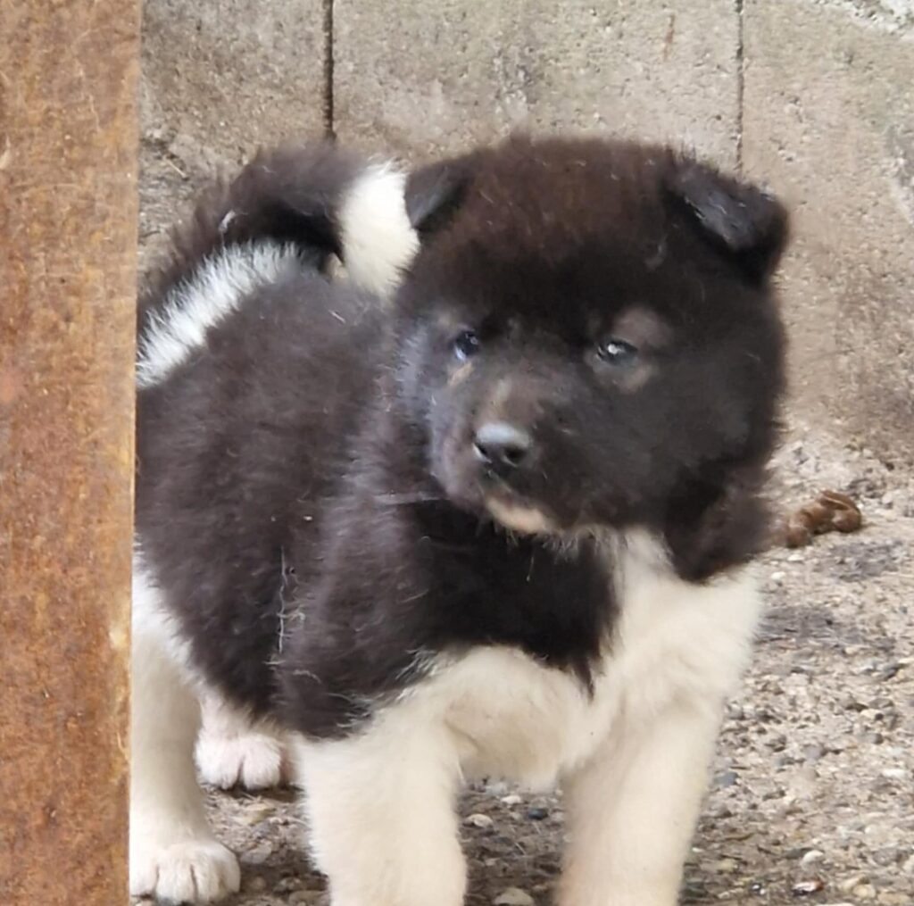 Americka Akita stenci