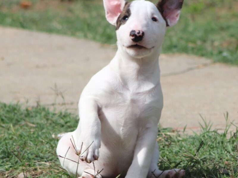 Mini Bull Terijer prelepi štenci