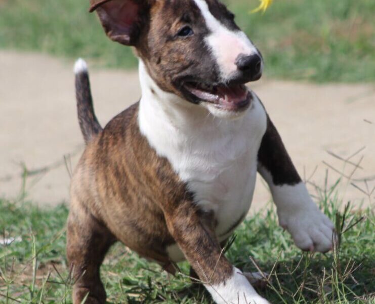 Mini Bull Terijer prelepi štenci