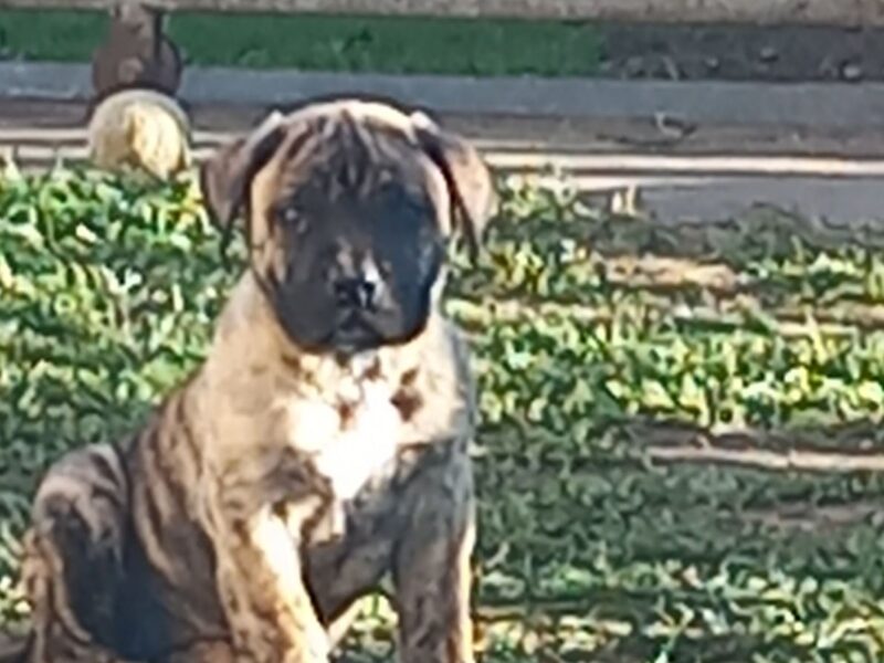 Presa Canario prelepi štenci