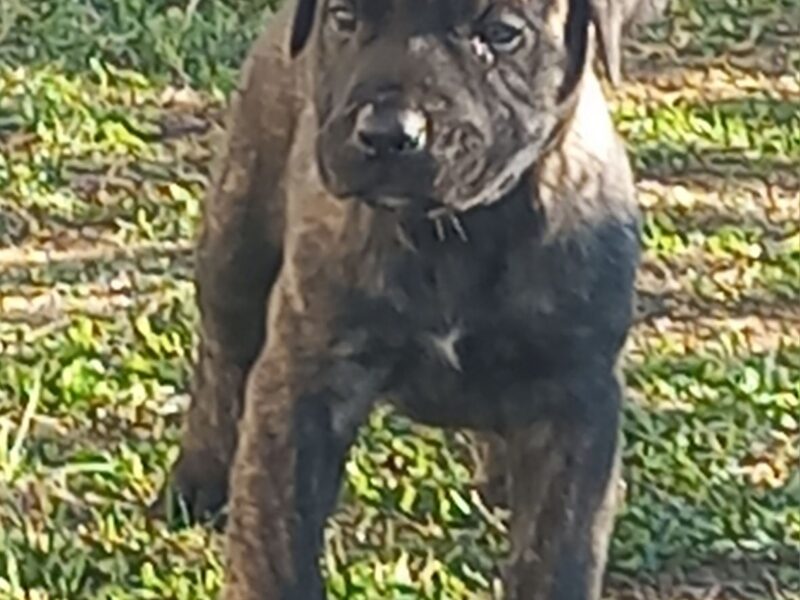 Presa Canario prelepi štenci