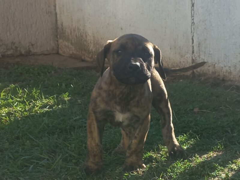 Presa Canario prelepi štenci