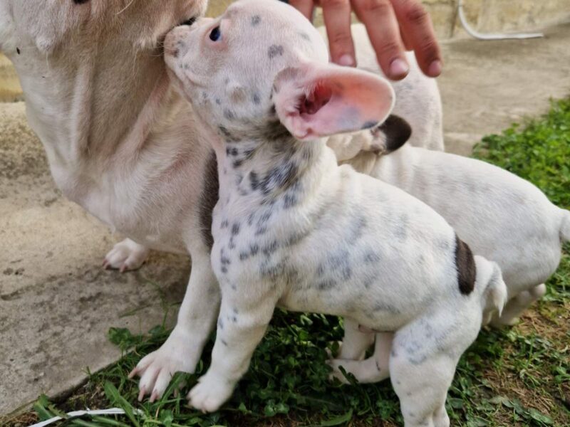 Francuski Buldog prelepi štenci