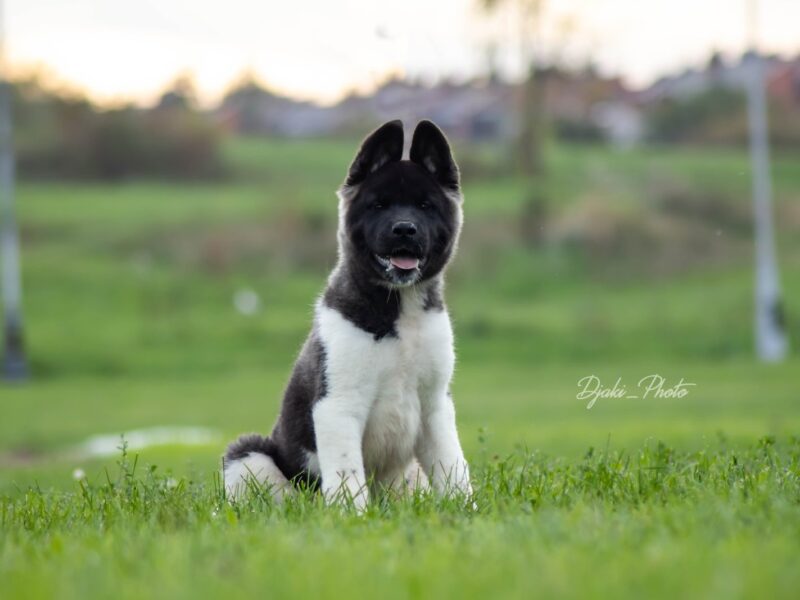 Američka Akita prelepi štenci